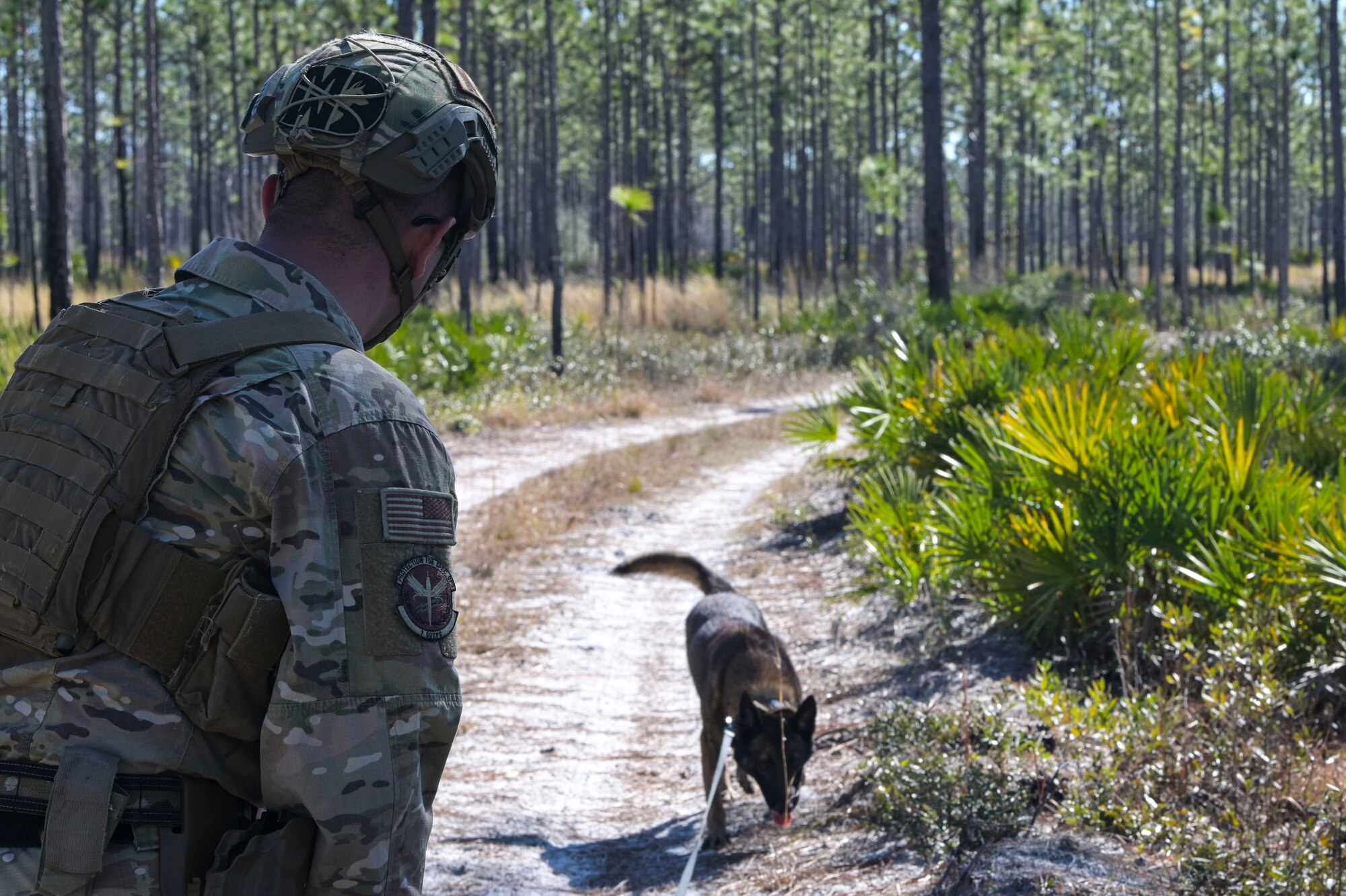 U.S. Air Force Staff Sgt. Austin Dragoo, a 1st Special Operations Security Forces Squadron military working dog handler, and MWD Bob, participate in explosive detection training at Hurlburt Field, Florida.