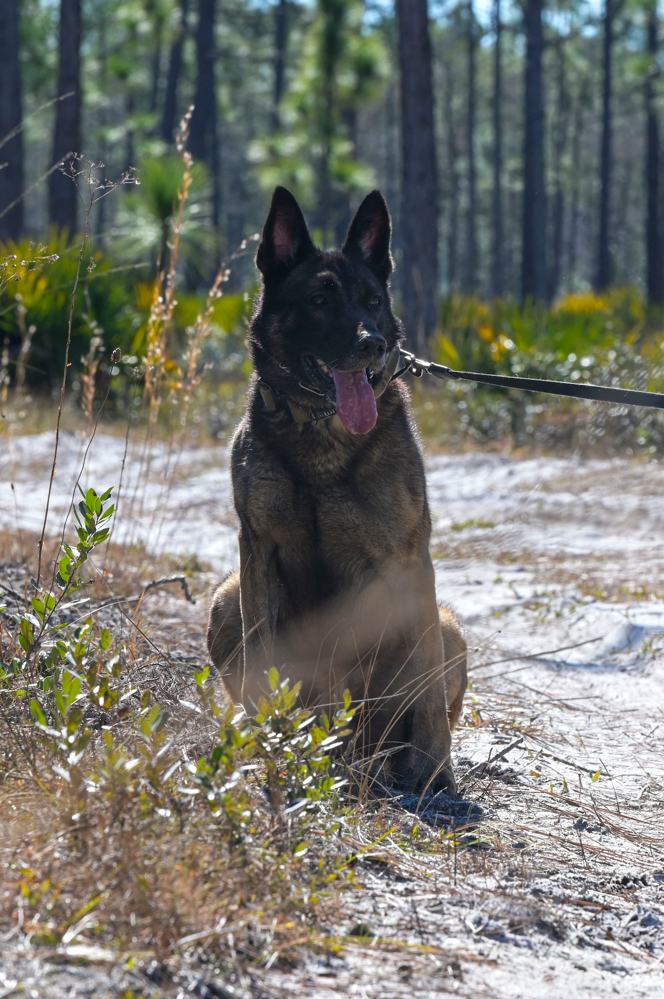Bob, a 1st Special Operations Security Forces Squadron military working dog, alerts his handler of a potential threat by sitting down during explosive detection training at Hurlburt Field