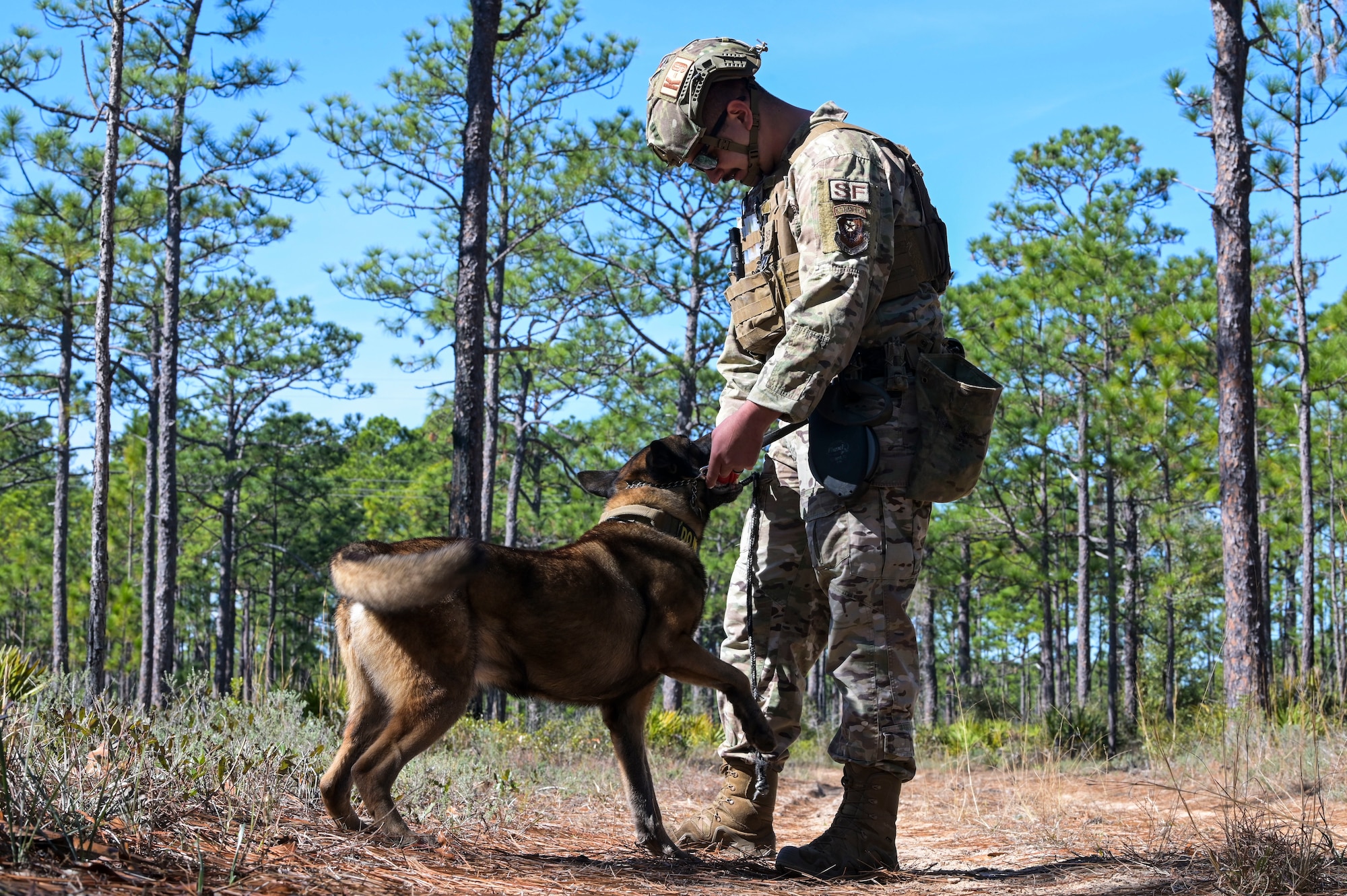 U.S. Air Force Staff Sgt. Austin Dragoo, a 1st Special Operations Security Forces Squadron military working dog handler, and MWD Bob, participate in explosive detection training at Hurlburt Field