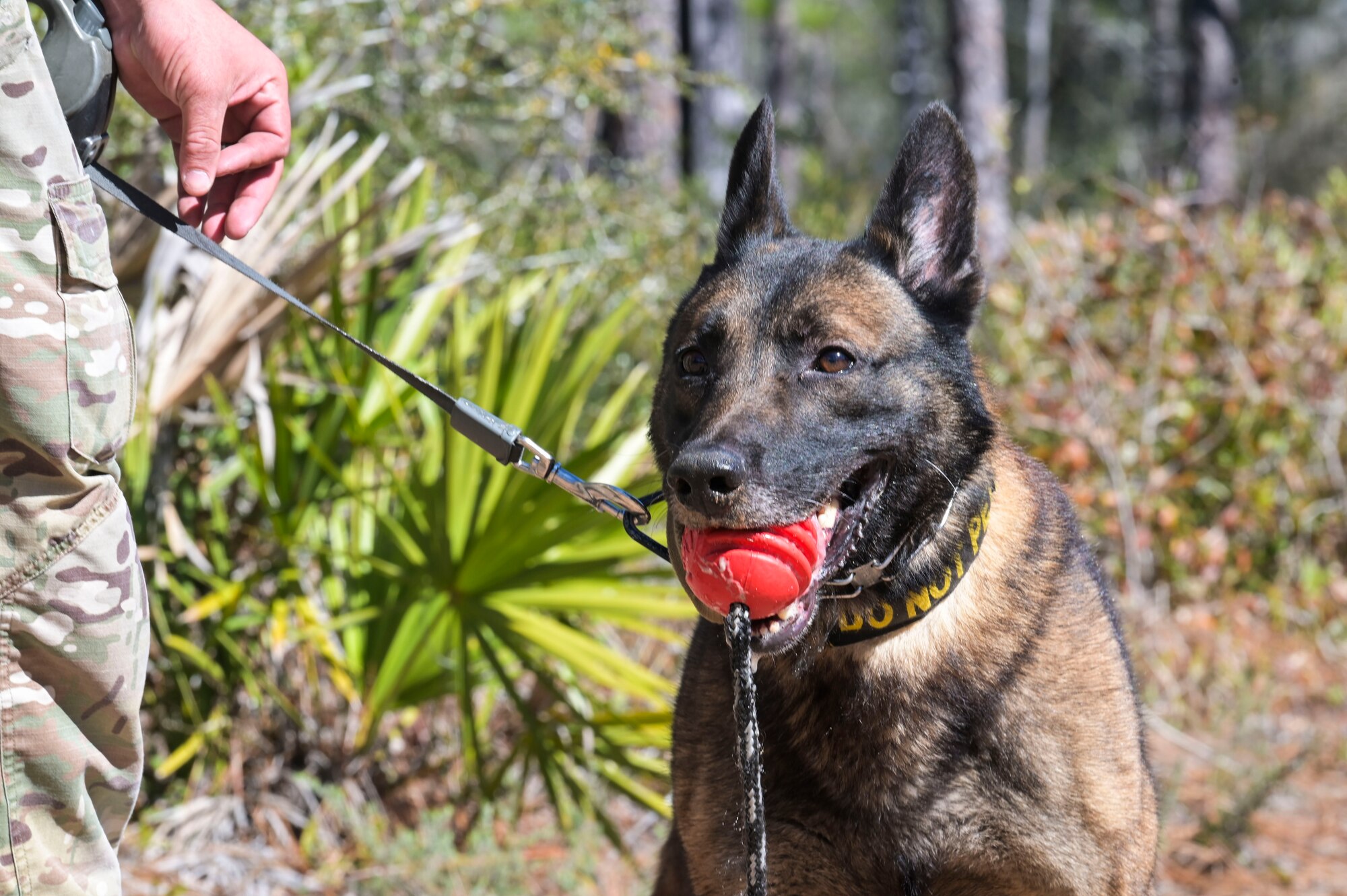 Bob, a 1st Special Operations Security Forces Squadron military working dog, is rewarded with a toy after completing explosive detection training at Hurlburt Field.