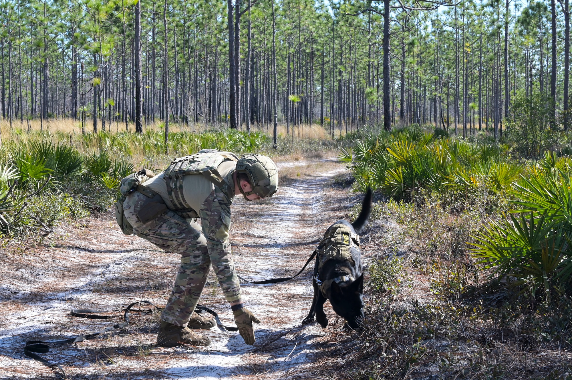 U.S. Air Force Staff Sgt. Lucas Reale, a 1st Special Operations Security Forces Squadron military working dog handler, and MWD Rex, participate in explosive detection training at Hurlburt Field