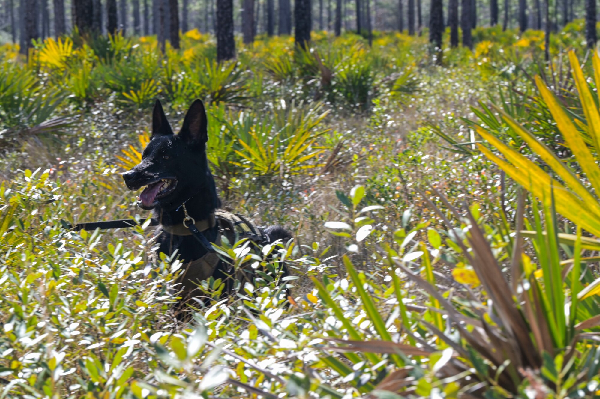 Rex, a 1st Special Operations Security Forces Squadron military working dog, runs through the woods.