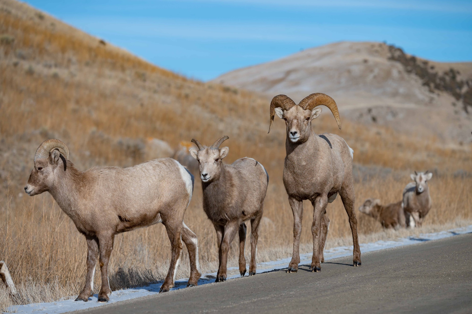 Bighorn Sheep
