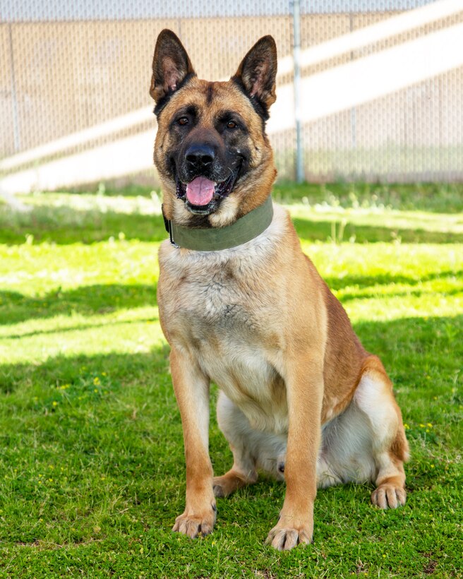 Thor, a Military Working Dog at Marine Corps Logistics Base Barstow, takes a break from his duties at the Adam Leigh Cann Canine Facility on MCLB Barstow, California, June 15. Thor is a four-year-old Belgian Malinois who assists in base security.