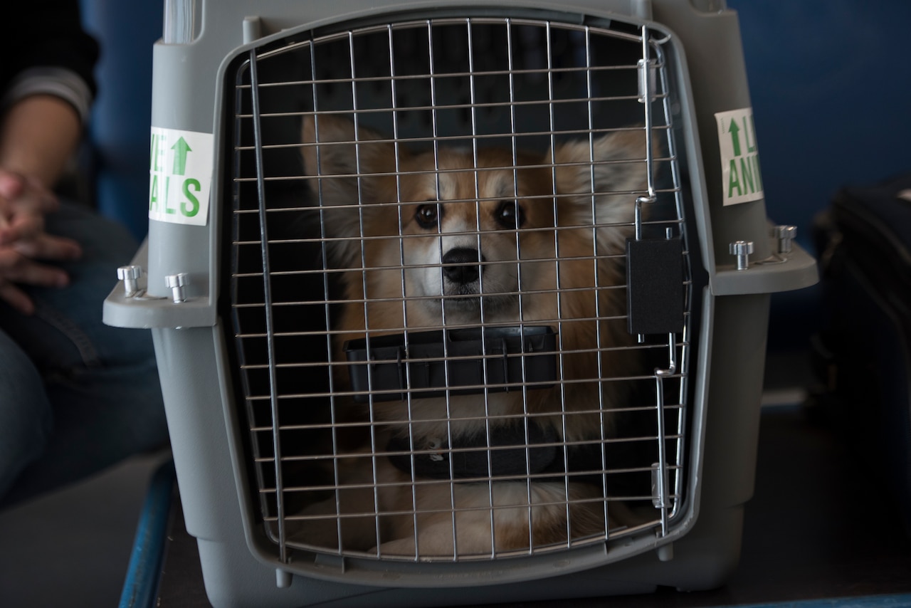 A dog sits in a crate.