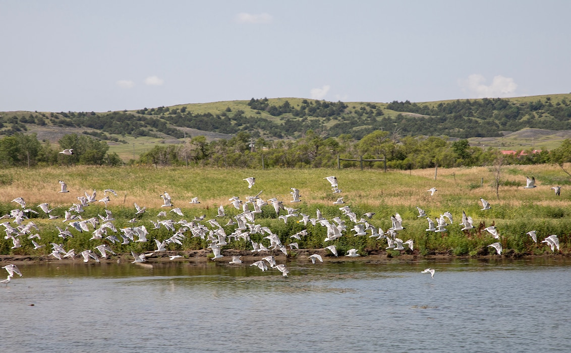 Birds occupy at a backwater wetland area that was recently constructed as part of the Lower Brule Sioux Tribe natural resources preservation and ecosystem restoration project. The Tribal Partnership Program construction project was recently completed by the U.S. Army Corps of Engineers, and this first to be completed in the Nation. (U.S. Army photo by Delanie Stafford)