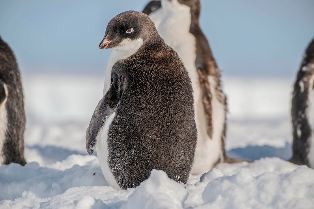 A penguin pup looks back while standing next to other penguin pups in the snow.
