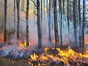 A prescribed fire burns at Arnold Air Force Base, Tennessee, March 2021. This spring, the Natural Resources Management team at Arnold AFB will conduct prescribed fires, or controlled burns, across Arnold. Prescribed fire allows land managers to alter and improve the native ecosystems without utilizing more costly methods such as mulching, mowing and herbicide applications. (Courtesy photo)