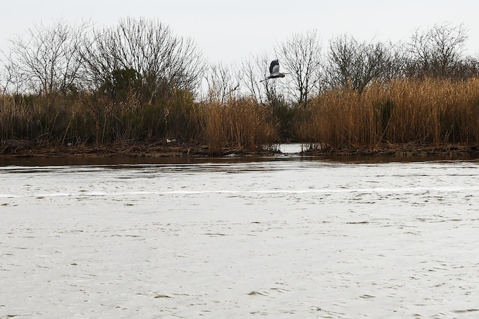 Each year, the Texas Parks and Wildlife Division (TPWD) closes crab fishing with wire mesh crab traps for ten days to give volunteers the opportunity to round up lost and abandoned traps. The closure is traditionally in late February or early March. Unattended traps “ghost fish” and kill blue crabs and other species unnecessarily and can also create a navigation hazard for boaters.
According to a press release from TPWD, since the “Crab Trap Roundup” began 22 years ago, volunteers have removed 42,500 derelict traps, saving an estimated 700,000 blue crabs, a valuable natural resource.
Each year at the Wallisville Lake Project, U.S. Army Corps of Engineers (USACE), Galveston District (SWG) personnel join the Crab Trap Roundup, while they patrol.