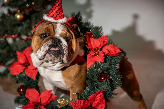 U.S. Marine Corps Pfc. Bruno, the Marine Corps Recruit Depot San Diego and Western Recruiting Region mascot, poses for his holiday photos at MCRD San Diego, Dec. 20, 2023. The mascot's job is to boost morale, participate in outreach work, and attend events and ceremonies. (U.S. Marine Corps photo by Sgt. Yvonna Guyette)