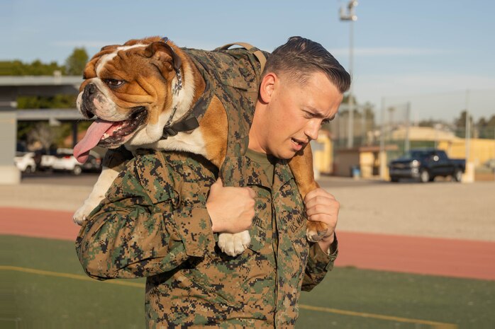 U.S. Marine Corps Pfc. Bruno, the Marine Corps Recruit Depot San Diego and the Western Recruiting Region Mascot, waits to begin ammo can lifts during a combat fitness test at MCRD San Diego, Dec. 18, 2023. The combat fitness test is used to evaluate a Marines capacity to complete combat oriented tasks in a quick manner. (U.S. Marine Corps photo by Lance Cpl. Janell B. Alvarez)