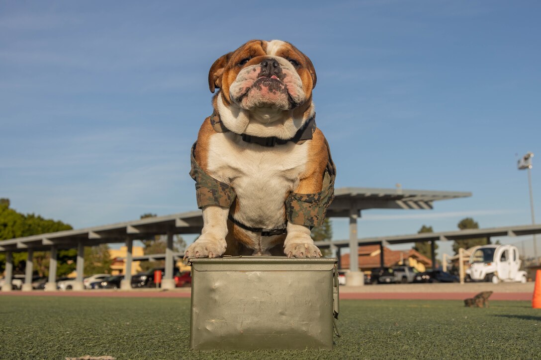 U.S. Marine Corps Pfc. Bruno, the Marine Corps Recruit Depot San Diego and the Western Recruiting Region Mascot, waits to begin ammo can lifts during a combat fitness test at MCRD San Diego, Dec. 18, 2023. The combat fitness test is used to evaluate a Marines capacity to complete combat oriented tasks in a quick manner. (U.S. Marine Corps photo by Lance Cpl. Janell B. Alvarez)
