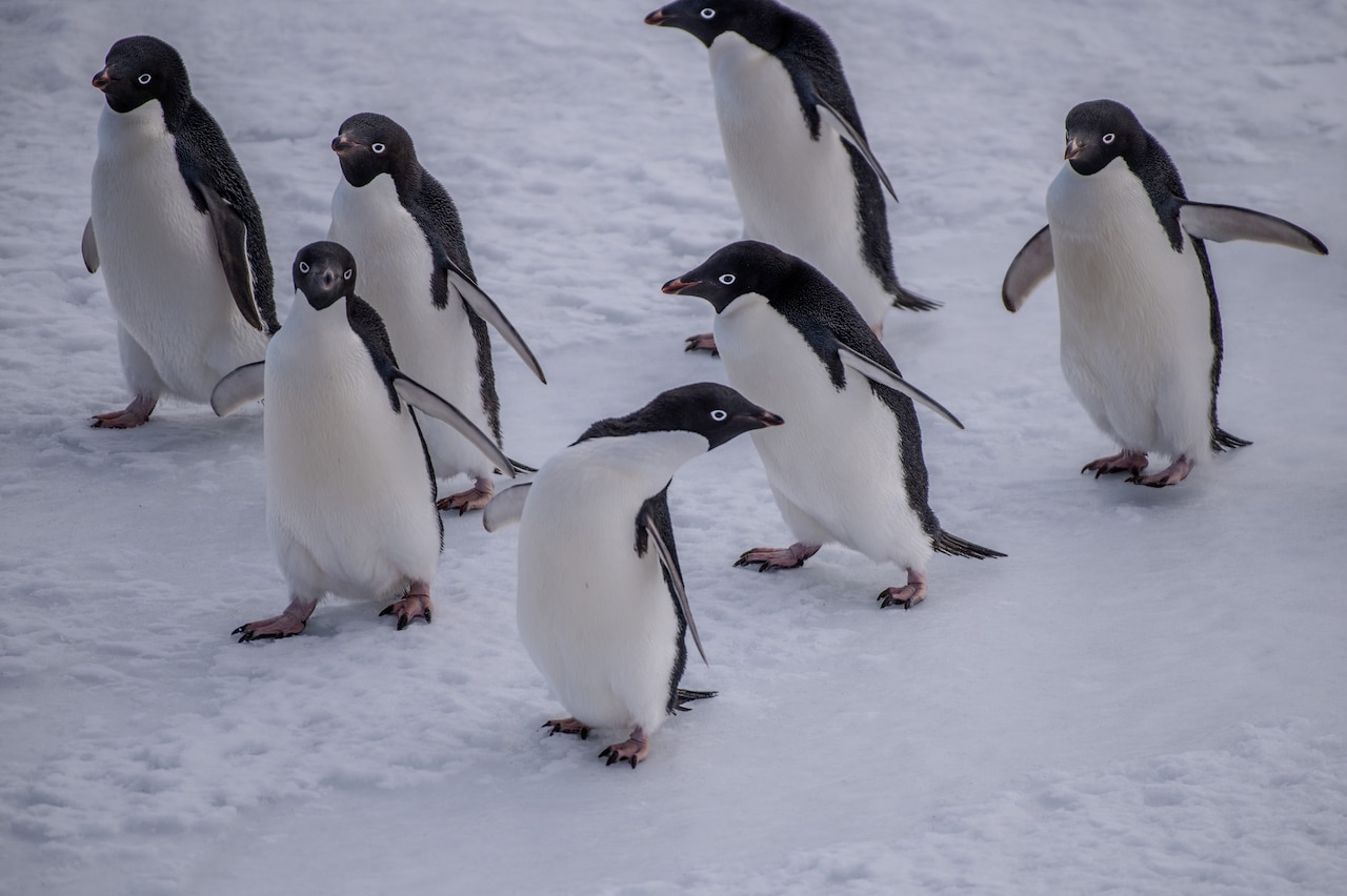 A group of penguins walk on ice.