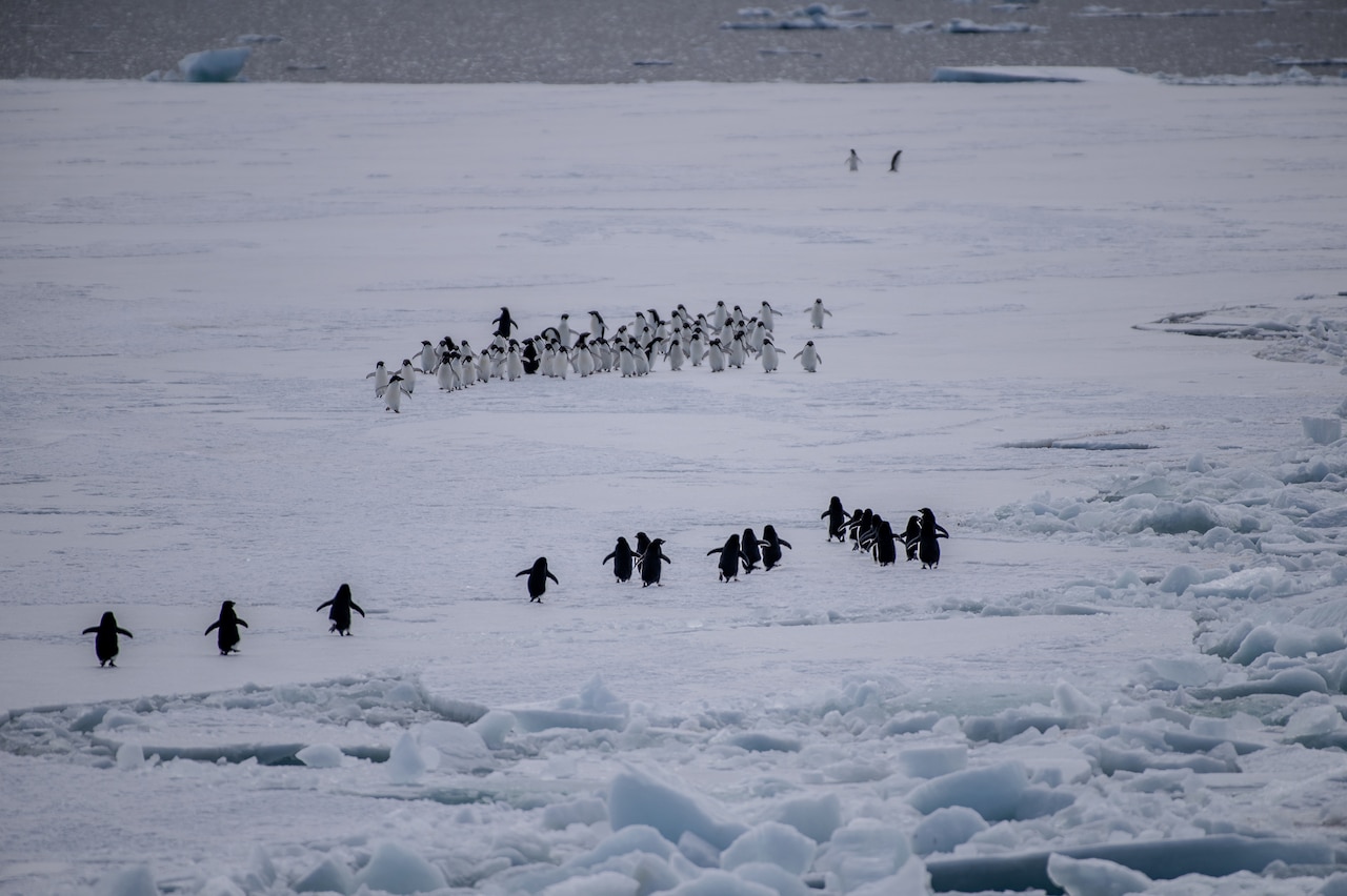 Two rows of penguins walk toward each other on ice.