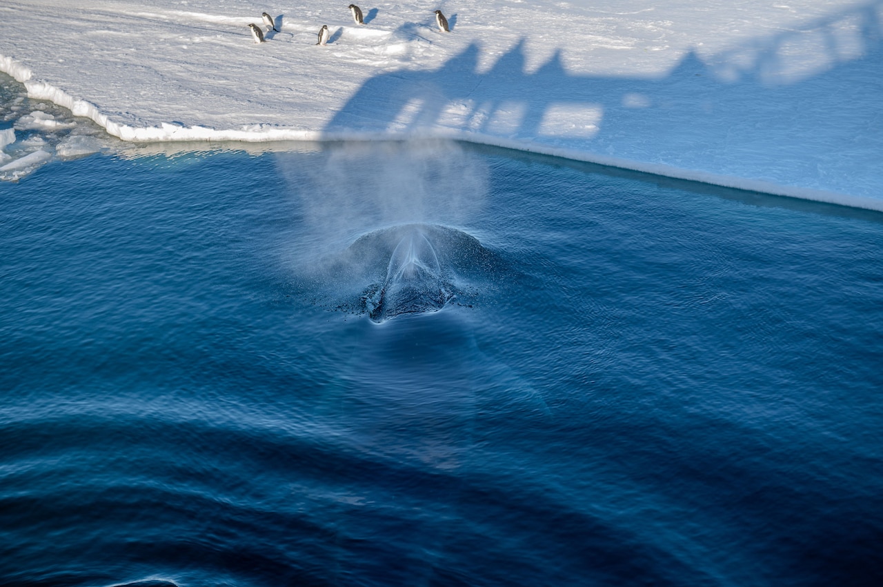 A whale can be seen in the water as penguins walk on ice nearby. The shadow of a Coast Guard vessel can be seen on the ice.