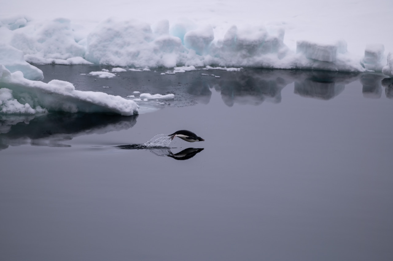 An Adélie penguin swims through the water surrounded by banks of snow.