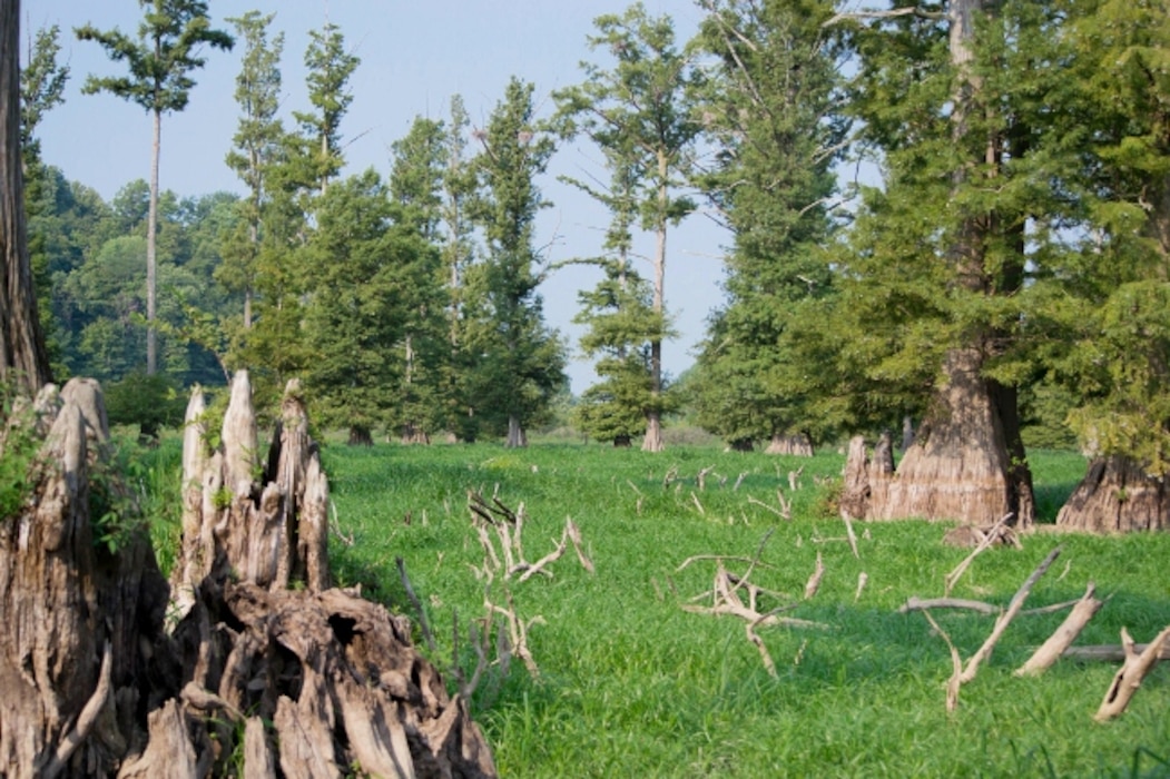 Regulatory wetland