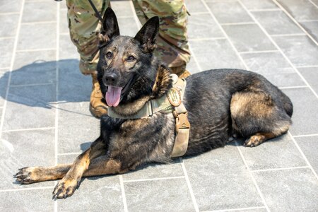 Pamela, a military working dog with the 947th Military Police Detachment, sits on a stone walkway with her front paws crossed. Her handler's feet are seen behind her.