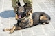 Pamela, a military working dog with the 947th Military Police Detachment, sits on a stone walkway with her front paws crossed. Her handler's feet are seen behind her.