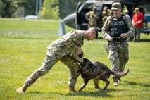 Army Soldiers dressed in fatigues run around a lawn area with military working dogs.