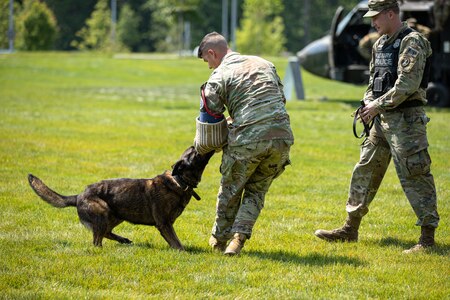 Army soldiers in fatigues are working with military working dogs on a lawn area.