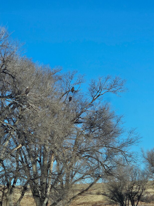 Three eagles perch in a tree at John Martin Reservoir, Colo., during the annual mid-winter bald eagle survey there, Jan. 12, 2024.