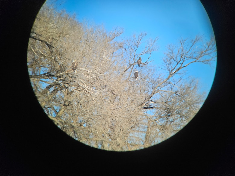Three eagles perched in a tree are seen through a telescope at John Martin Reservoir, Colo., during the annual mid-winter bald eagle survey there, Jan. 12, 2024.