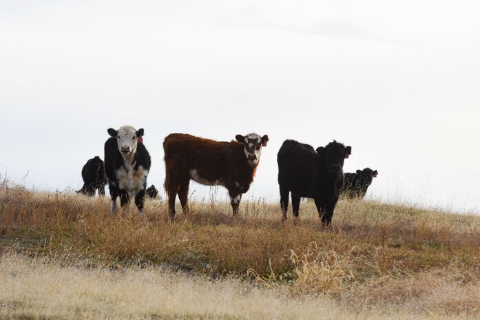 Cattle graze on a pasture at Beale Air Force Base, California, Dec. 14, 2023.