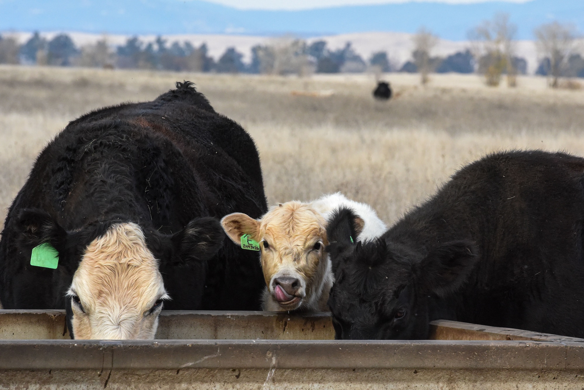 Cattle drink water from a concrete water trough at Beale Air Force Base, California, Dec. 14, 2023.