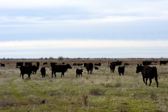 Cattle graze on a pasture at Beale Air Force Base, California, Jan. 12, 2024.