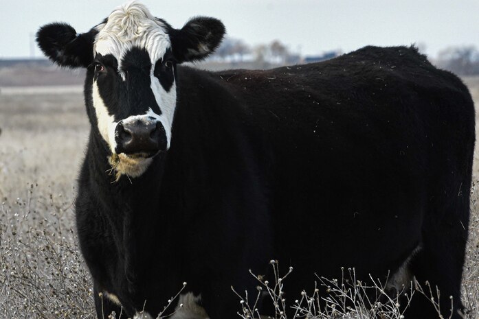 A cow grazes on a pasture at Beale Air Force, California, Dec. 14, 2023.