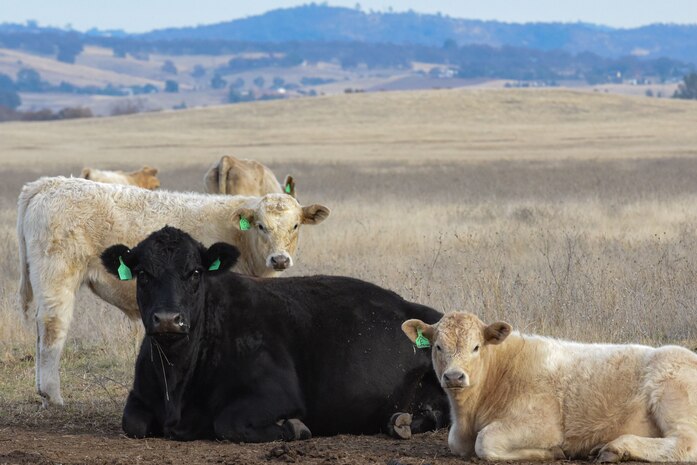Cattle rest on a pasture at Beale Air Force Base, California, Dec. 14, 2023.