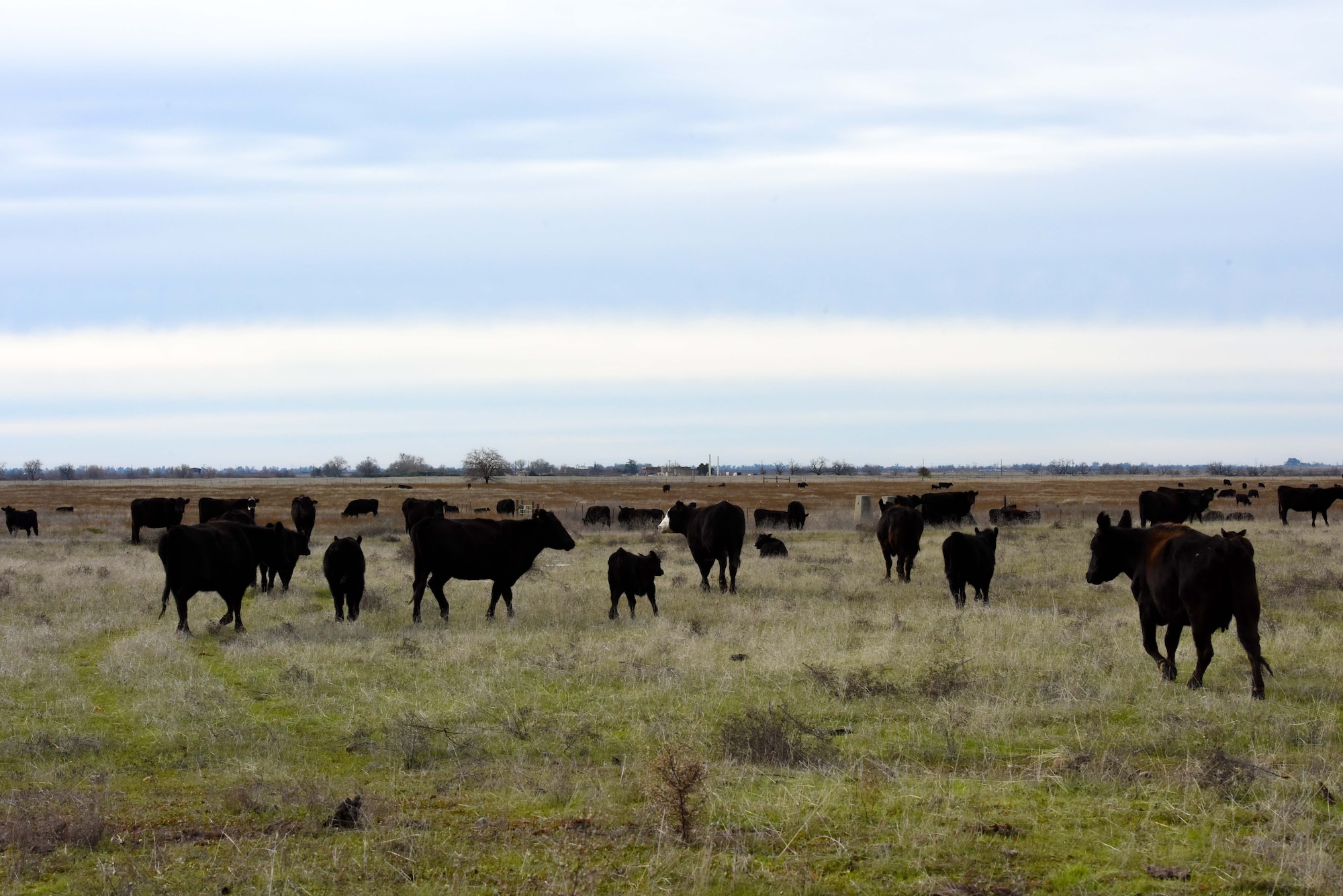 Cattle graze on a pasture at Beale Air Force Base, California, Jan. 12, 2024.