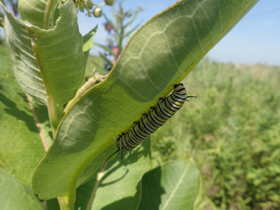 Monarch Caterpillar on a milkweed in Jasper County, Indiana.