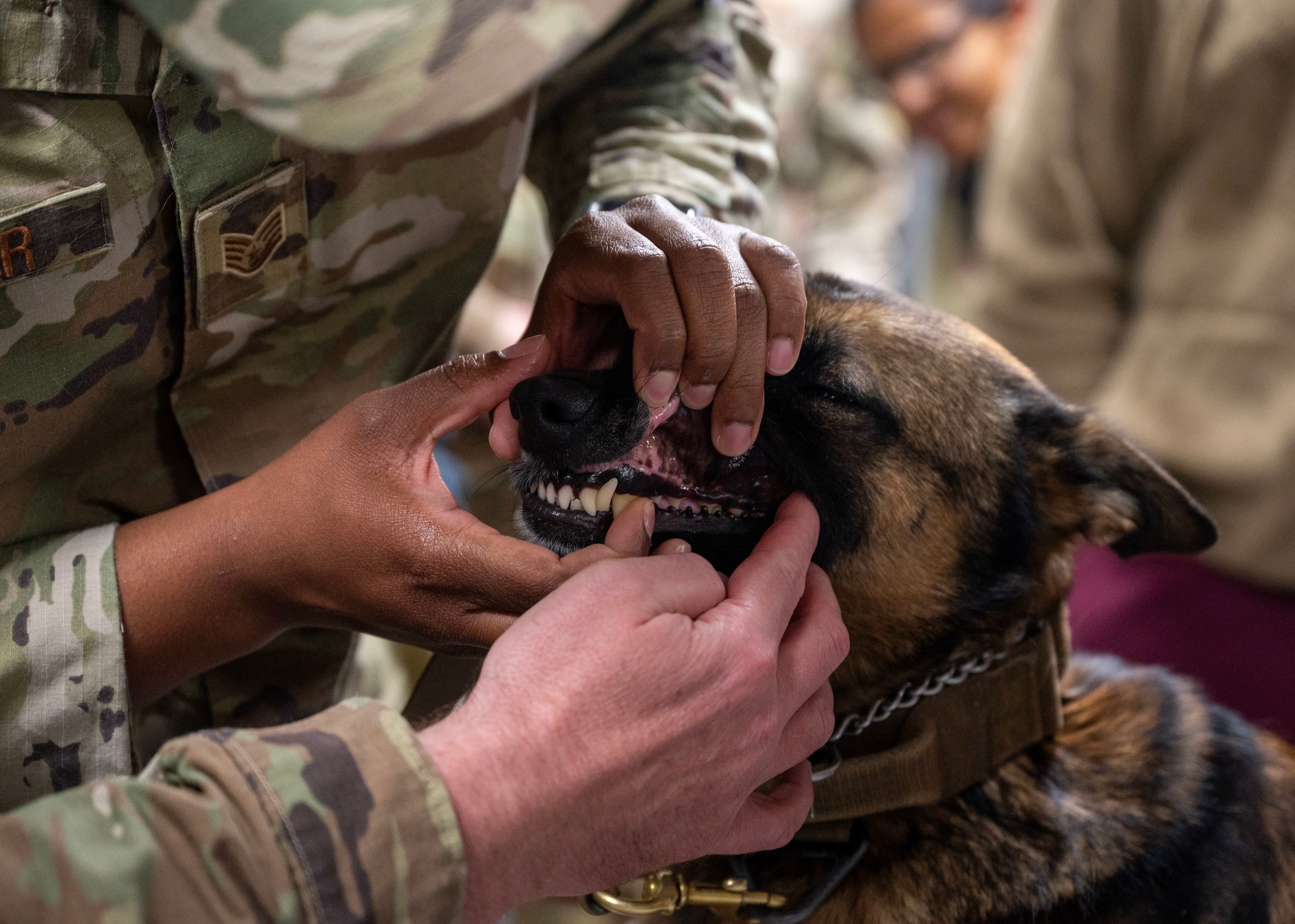 Military Working Dog Bonie’s teeth are inspected during a Canine - Tactical Combat Casualty Care training within an undisclosed location in the U.S. Central Command area of responsibility, Dec. 13, 2023. Participants were educated on identifying abnormalities that may occur in a dog. The K-9 TCCC training equipped healthcare specialists with indispensable knowledge, ensuring the delivery of swift and effective care to MWDs in critical situations when they might sustain injuries during military operations. (U.S. Air Force photo by Senior Airman Sarah Williams)