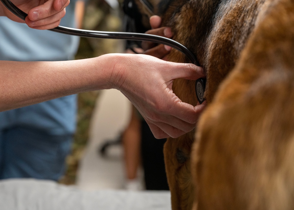 A member of an expeditionary medical group listens to military working dog Bonie’s heartbeat during Canine - Tactical Combat Casualty Care training at an undisclosed location in the U.S. Central Command area of responsibility, Dec. 13, 2023. Listening to both sides of a dog's chest when checking for the heartbeat is essential for localizing heart sounds, detecting murmurs, and ensuring a comprehensive examination. The K-9 TCCC training equips healthcare specialists with indispensable knowledge, ensuring the delivery of swift and effective care to MWDs in critical situations when they might sustain injuries during military operations. (U.S. Air Force photo by Senior Airman Sarah Williams)