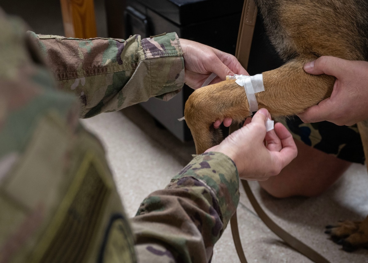 A needle is simulated to be inserted into Military Working Dog As’s arm during a Canine - Tactical Combat Casualty Care training at an undisclosed location in the U.S. Central Command area of responsibility, Dec. 13, 2023. Participants learned how to perform intravenous interventions to administer fluids, medications, and other treatments directly into the bloodstream, enabling efficient and rapid delivery of therapeutic agents in emergency situations, critical care, and various medical conditions. The K-9 TCCC training equipped healthcare specialists with indispensable knowledge, ensuring the delivery of swift and effective care to MWDs in critical situations when they might sustain injuries during military operations. (U.S. Air Force photo by Senior Airman Sarah Williams)