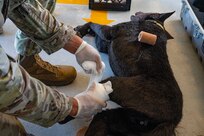 JTF-Bravo medics and first responders receive monthly military working dog trauma care and response to ensure the team is equipped to respond to a crisis at a moment's notice.