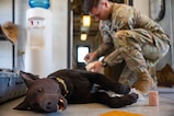 JTF-Bravo medics and first responders receive monthly military working dog trauma care and response to ensure the team is equipped to respond to a crisis at a moment's notice.