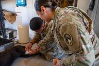 JTF-Bravo medics and first responders receive monthly military working dog trauma care and response to ensure the team is equipped to respond to a crisis at a moment's notice.