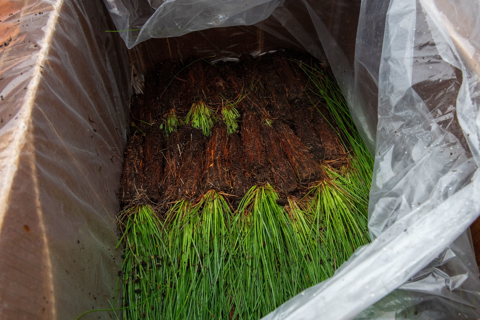 Longleaf pine seedlings are stored in a box