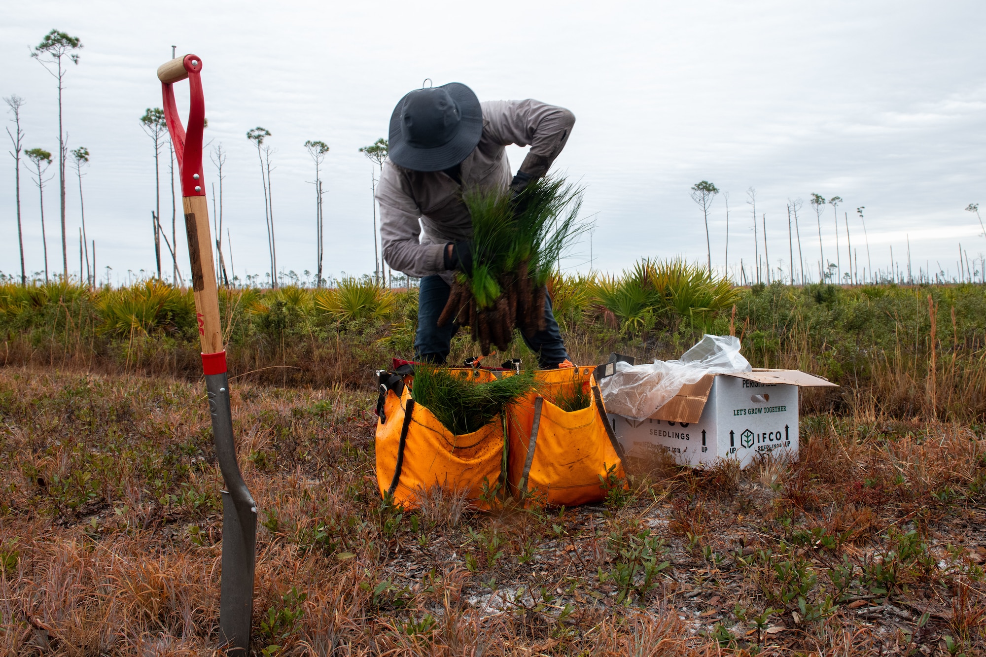 A forestry contractor fills a carrier with longleaf pine seedlings