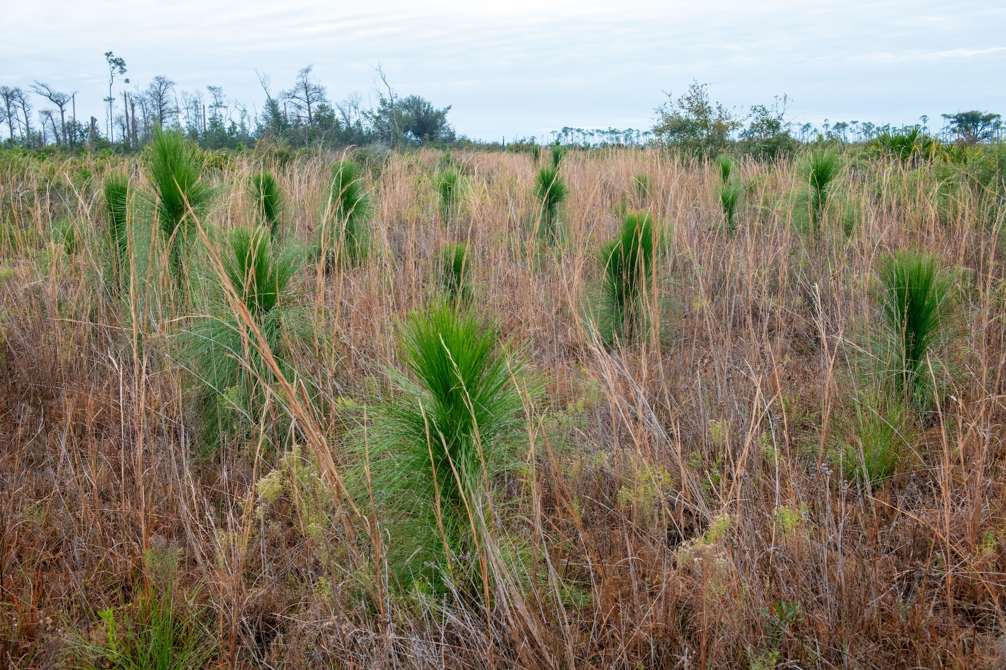 Longleaf pine trees grow in rows amongst native groundcover