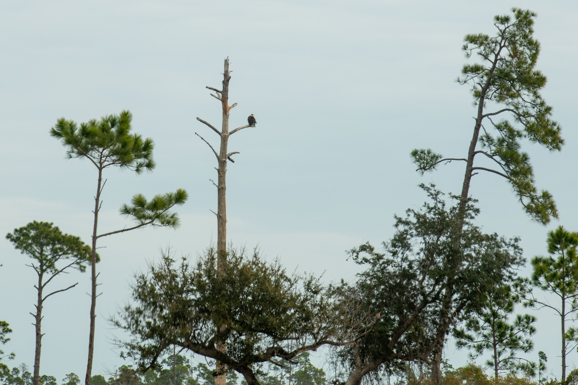 A bald eagle sits on a tree limb