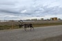 A caribou walking down a road.