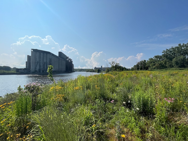 Grasses and flowering plants make up a riverbank meadow vegetation community along the restored shoreline of the Buffalo River near Katherine Street in Buffalo, New York.