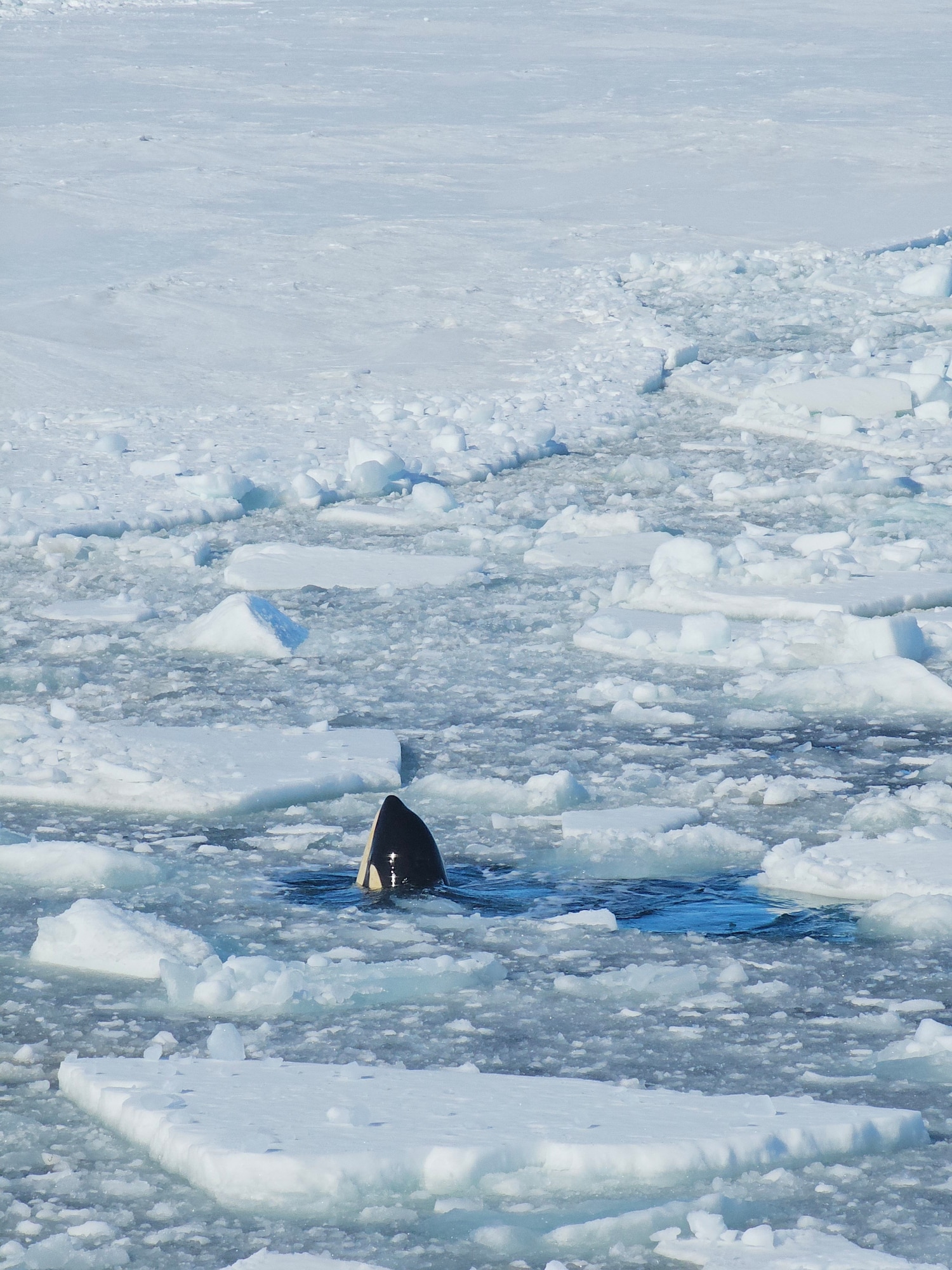 An Orca breaches a hole in a channel made by the U.S. Coast Guard Cutter Polar Star (WAGB 10) in McMurdo Sound, Antarctica Jan. 11, 2024. Polar Star is enroute to Antarctica in support of Operation Deep Freeze, a joint service, interagency support operation for the National Science Foundation, which manages the United States Antarctic Program. (U.S. Coast Guard photo by Petty Officer 2nd Class Ryan Graves)