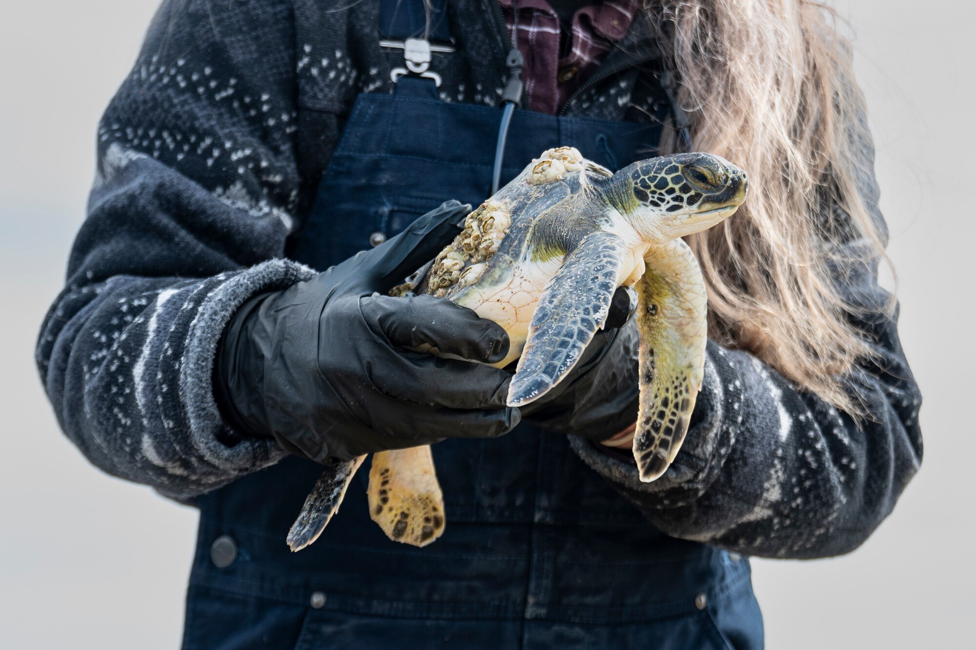 Someone holds a sea turtle