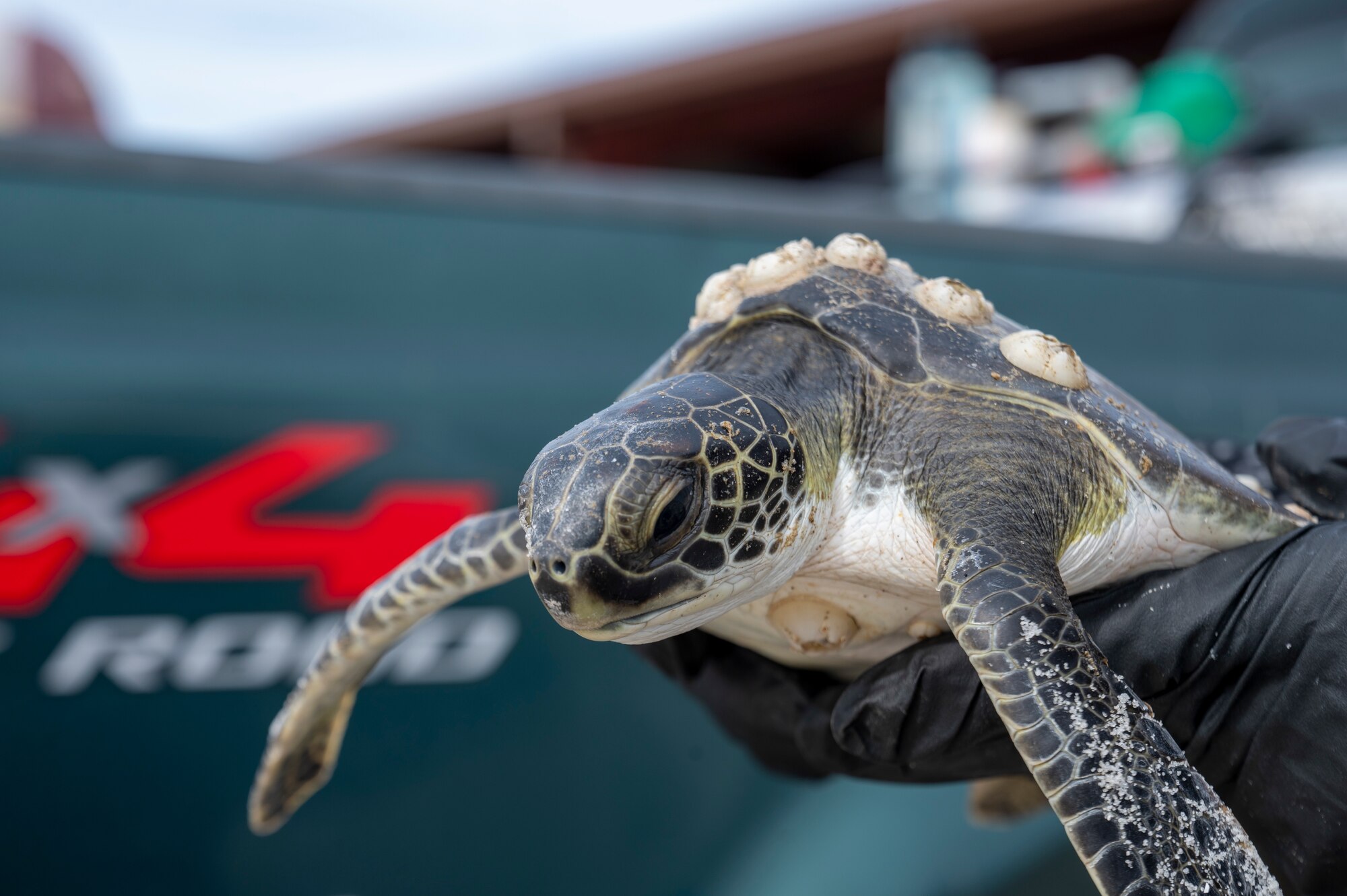 Someone holding a sea turtle