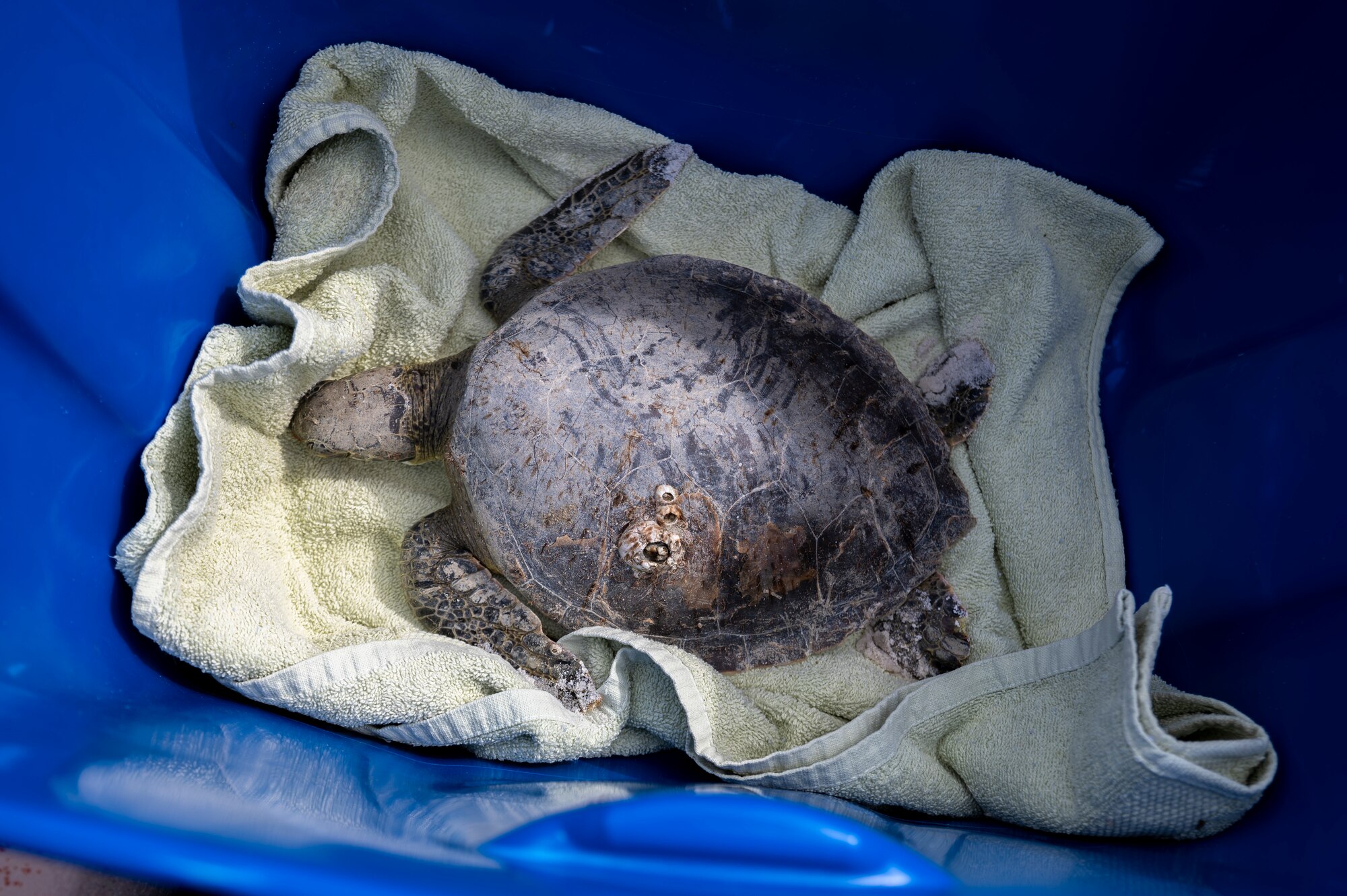 Turtle rests in a bin